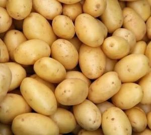 Organic Fresh Potato, Color : Brown, Packaging Size : 5-25kg, Packaging Type : Gunny Bag