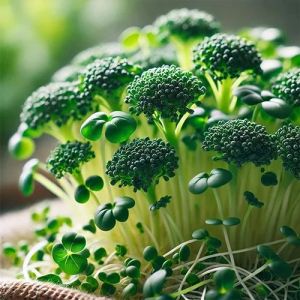 Microgreen Broccoli, Packaging Size : 5-25kg, Packaging Type : Plastic Box