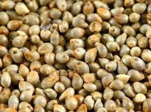 Millet Seeds, Seed Type : Hybrid, Packaging Type : Packet For Agriculture