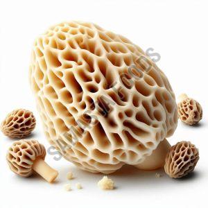 Morel Mushroom