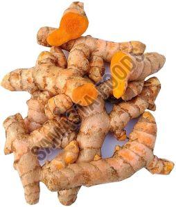 Organic Curcuma Longa, Form : Finger For Medicine