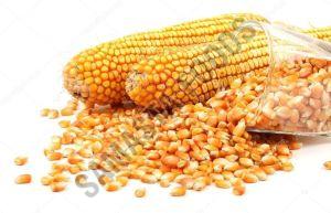 Organic Maize