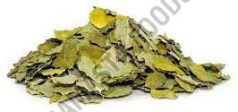 Organic Moringa Oleifera, Color : Green For Medicine