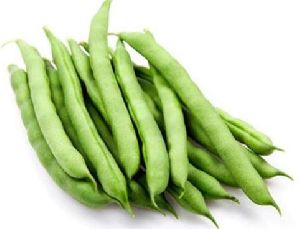 Organic Fresh Green Beans, Packaging Type : Plastic Bag, Packaging Size : 5-25kg For Cooking