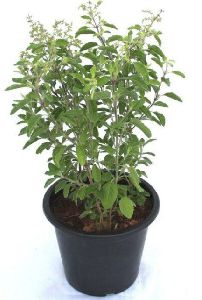 Tulsi Plants, Color : Green, Packaging Type : Poly Bag For Plantation