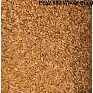 PBW 502 Wheat Seeds