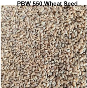 Pbw 550 Wheat Seeds 90%, Packaging Type : PP Bags, Packaging Size : 5-25kg