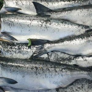 Frozen Arowana Fish, Color : Silver Preserved, Freezing Process : Cold Storage