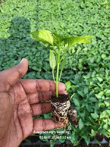 Sweet Paper Plants