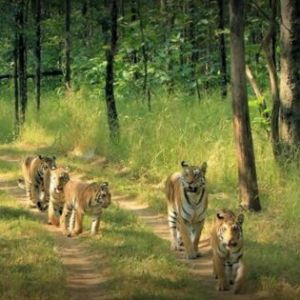 Pench National Park Tour Package