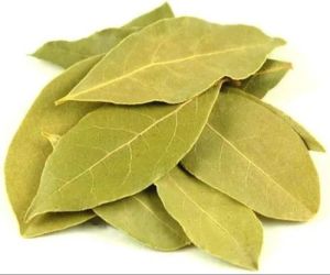 Dried Bay Leaf, Color : Green, Greenish Brown, Packaging Type : Packet