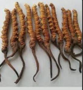 Cordyceps Sinensis Caterpillar Fungus Himalayan Viagra Cordyceps Sinensis Caterpillar Fungus Himalayan Viagra