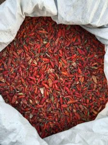 Common Dry Red Chilli, Grade Standard : Food Grade For Spices, Cooking