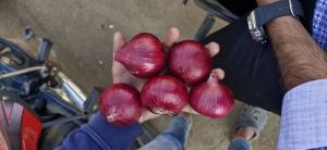 Fresh Red Onion, State Of Origin : Maharashtra For Cooking