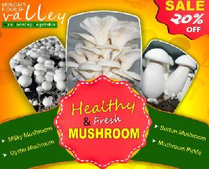 Milky White Mushroom