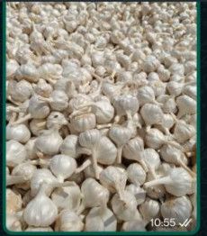 Garlic, Color : Creamy, Form : Whole Cloves For Human Consumption, Cooking