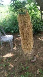 vetiver root