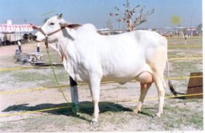 Hariana Heifer, Color : White For Dairy Production