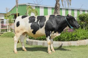 Hf Cow, Color : Black White