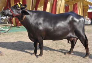 Murrah Buffalo, Color : Black For Dairy Production