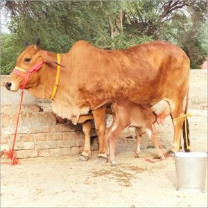 Rathi Cow