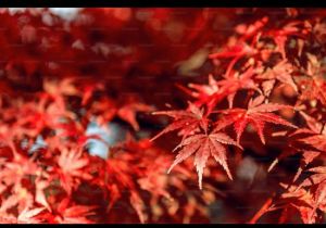 Maple Leaf Extract