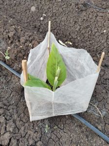 White Jeel Agritex Plain Non Woven Plant Cover, Thickness : 17-25 GSM For Agriculture Use