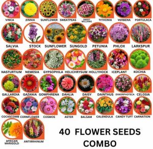 40 Flower Seeds Combo Pack