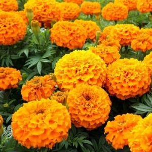 African Marigold Flower Seeds, Color : Yellow Natural, Packaging Type : PP Bags