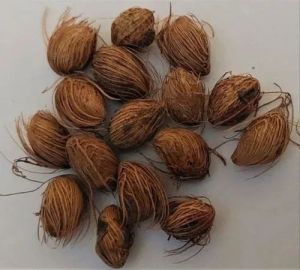 Areca Palm Seeds, Color : Brown