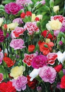 Carnation Flower Seeds