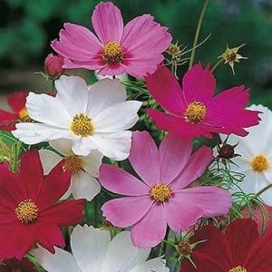 Natural Cosmos Flower Seeds, Color : Multicolor, Packaging Type : Packet, Packaging Size : 100gm