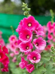 Natural Hollyhock Flower Seeds, Color : Pink, Packaging Type : PP Bags, Packaging Size : 500gm