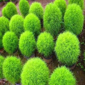 Natural Kochia Flower Seeds, Color : Green, Packaging Type : PP Bags, Packaging Size : 500gm