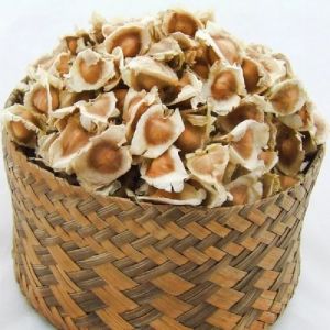 Organic Natural Drumstick Seeds, Color : Brown 2%, Packaging Type : Loose