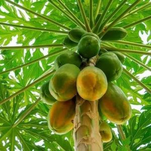 Papaya Seeds 100 % Pure, Packaging Type : Loose For Agriculture