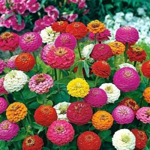 Natural Zinnia Flower Seeds, Color : Multicolor, Packaging Type : PP Bags, Packaging Size : 1kg