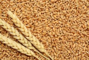 Organic Punjabi Wheat Grain, Color : Creamy, Packaging Type : Jute Bag For Cooking, Bakery Products