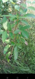 Navalai Agro Assames Mahogany Plant