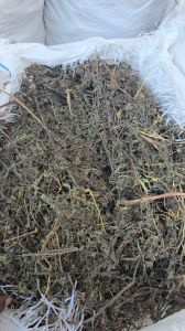 Organic Bhringraj Leaves, Color : Dark Green