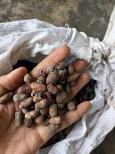 Brown Jamun Seed, Seed Type : Dried, Packaging Type : Packet