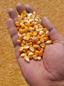 Yellow Maize Seeds, Seed Type : Natural