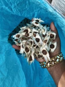 moringa seeds