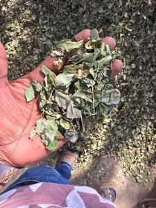 Wild Moringa Leaves, Color : Green