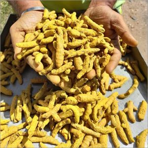 Yellow Turmeric Finger, Packaging Size : 25Kg, 50Kg Food Grade