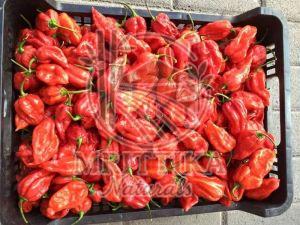 Fresh Naga King Chilli, Color : Red 3-4 Inches
