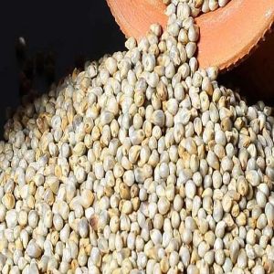 Organic Hybrid Pearl Millet Seeds, Packaging Size : 25-50kg