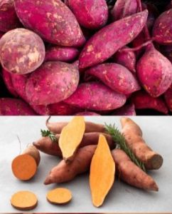 Natural Sweet Potato, Color : Red, Variety : Egypt