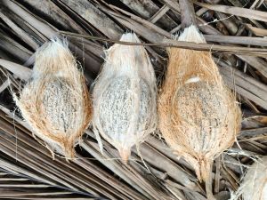 Soft Organic Semi Husked Coconuts Medium Big 350 to 500 Gm.