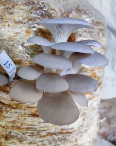 oyster mushroom